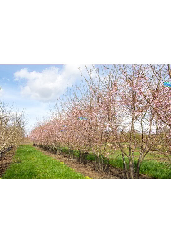Rosa Winterkirsche 'Autumnalis Rosea' - Mehrstämmig | Prunus subhirtella 'Autumnalis Rosea'