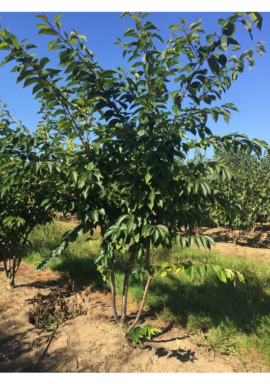 Rosa Winterkirsche 'Autumnalis Rosea' - Mehrstämmig | Prunus subhirtella 'Autumnalis Rosea'