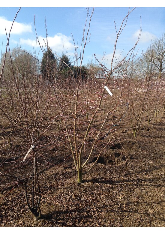 Rosa Winterkirsche 'Autumnalis Rosea' - Mehrstämmig | Prunus subhirtella 'Autumnalis Rosea'