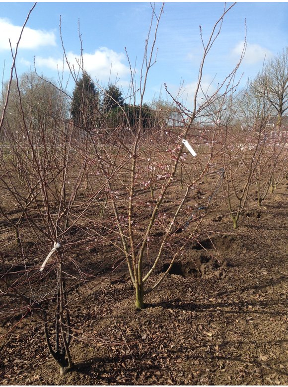 Rosa Winterkirsche 'Autumnalis Rosea' - Mehrstämmig | Prunus subhirtella 'Autumnalis Rosea' Rosa Winterkirsche 'Autumnalis Rosea' - Mehrstämmig | Prunus subhirtella 'Autumnalis Rosea'