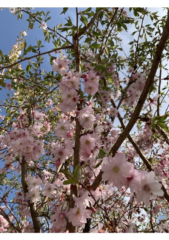 Rosa Winterkirsche  | Prunus subhirtella 'Autumnalis Rosea'