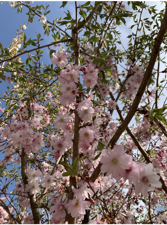 Rosa Winterkirsche 'Autumnalis Rosea' | Prunus subhirtella 'Autumnalis Rosea' Rosa Winterkirsche 'Autumnalis Rosea' | Prunus subhirtella 'Autumnalis Rosea'