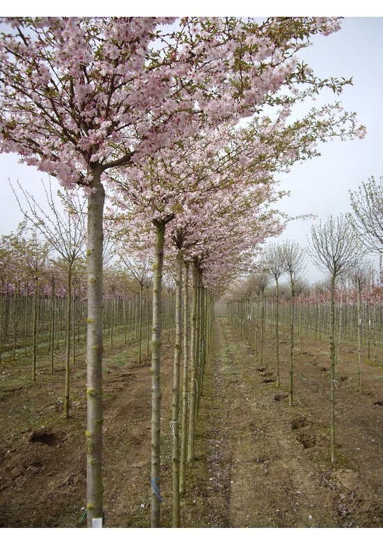 Rosa Winterkirsche  | Prunus subhirtella 'Autumnalis Rosea'