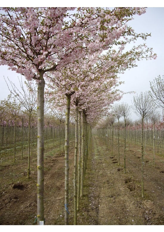 Rosa Winterkirsche 'Autumnalis Rosea' | Prunus subhirtella 'Autumnalis Rosea'