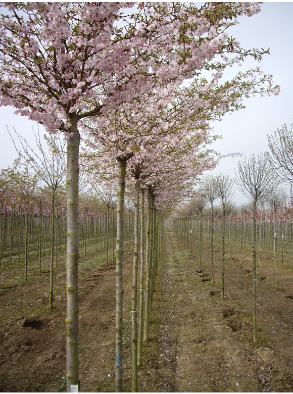 Rosa Winterkirsche 'Autumnalis Rosea' | Prunus subhirtella 'Autumnalis Rosea' Rosa Winterkirsche 'Autumnalis Rosea' | Prunus subhirtella 'Autumnalis Rosea'