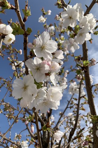 Weiße Zierkirsche 'Taihaku' | Prunus serrulata 'Taihaku'