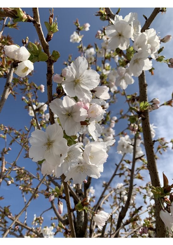 Weiße Zierkirsche 'Taihaku' | Prunus serrulata 'Taihaku'