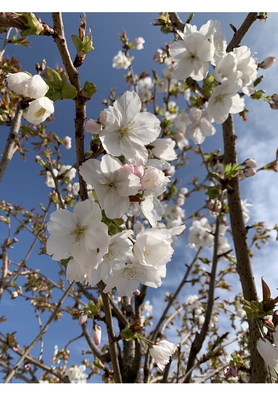 Weiße Zierkirsche 'Taihaku' | Prunus serrulata 'Taihaku'