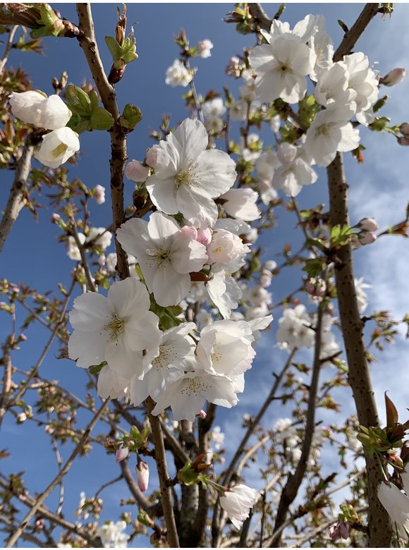 Weiße Zierkirsche 'Taihaku' | Prunus serrulata 'Taihaku' Weiße Zierkirsche 'Taihaku' | Prunus serrulata 'Taihaku'