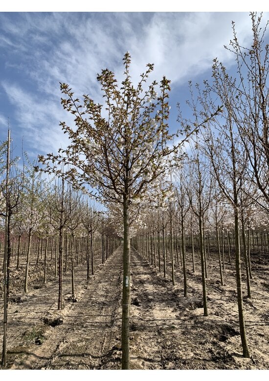 Weiße Zierkirsche 'Taihaku' | Prunus serrulata 'Taihaku'