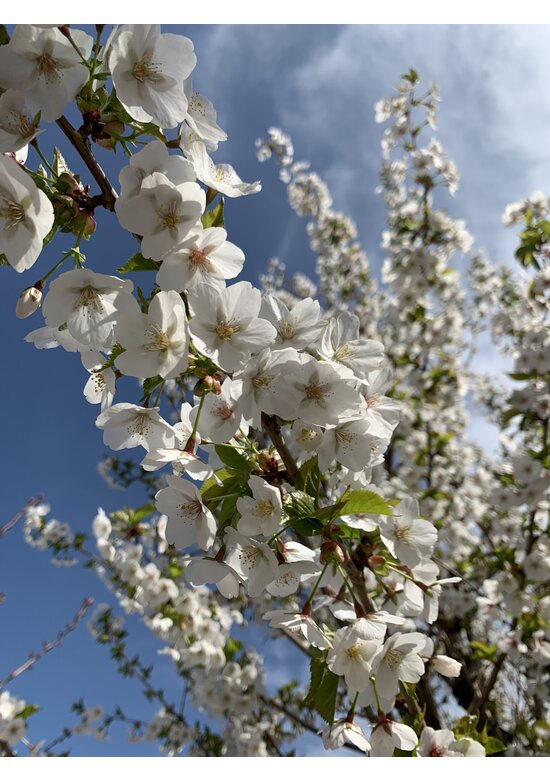 Zierkirsche 'Umineko' | Prunus 'Umineko'