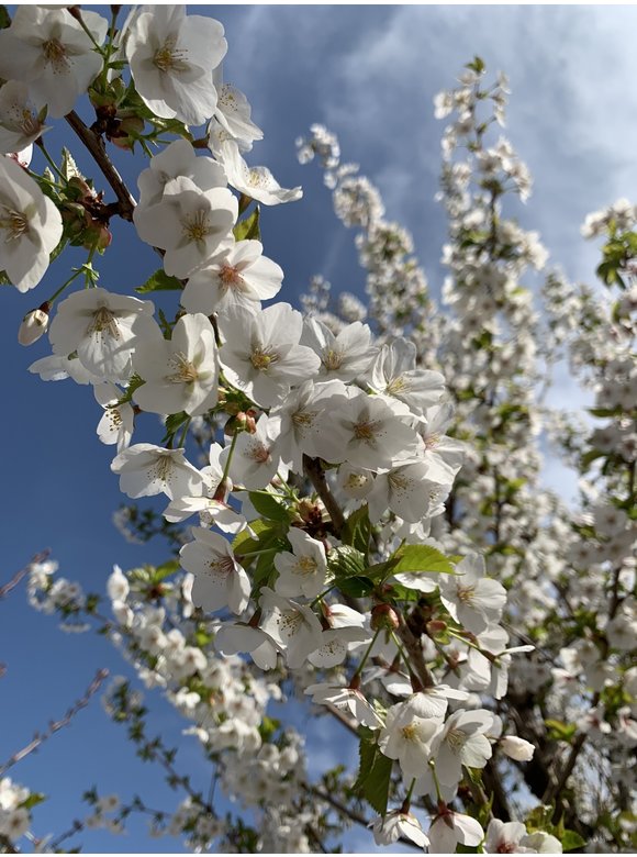 Zierkirsche 'Umineko' | Prunus 'Umineko' Zierkirsche 'Umineko' | Prunus 'Umineko'