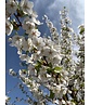 Zierkirsche 'Umineko' | Prunus 'Umineko'