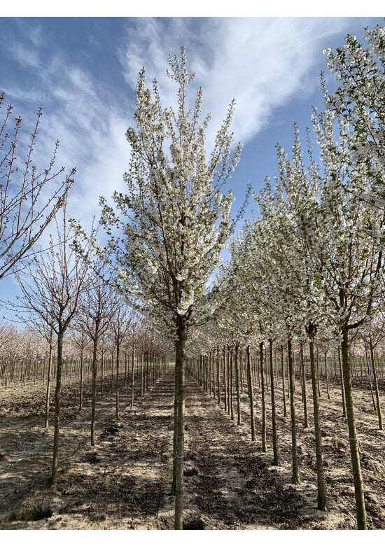 Zierkirsche 'Umineko' | Prunus 'Umineko'