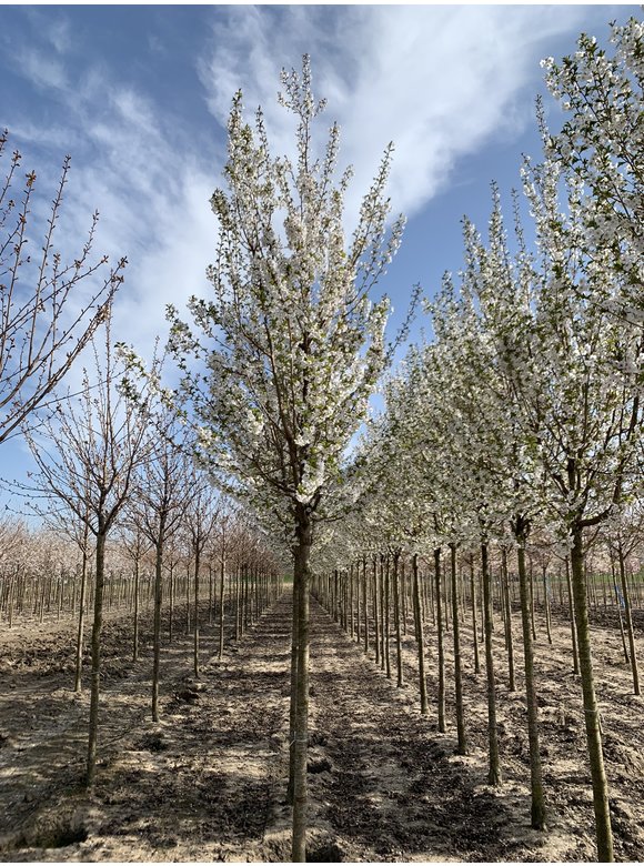 Zierkirsche 'Umineko' | Prunus 'Umineko' Zierkirsche 'Umineko' | Prunus 'Umineko'