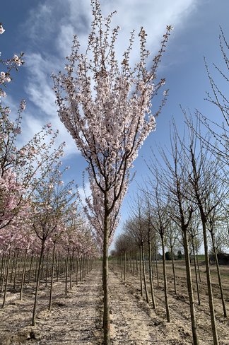 Säulenkirsche - Schlanke Blütenkirsche 'Spire' | Prunus hillieri 'Spire' Säulenkirsche - Schlanke Blütenkirsche 'Spire' | Prunus hillieri 'Spire'