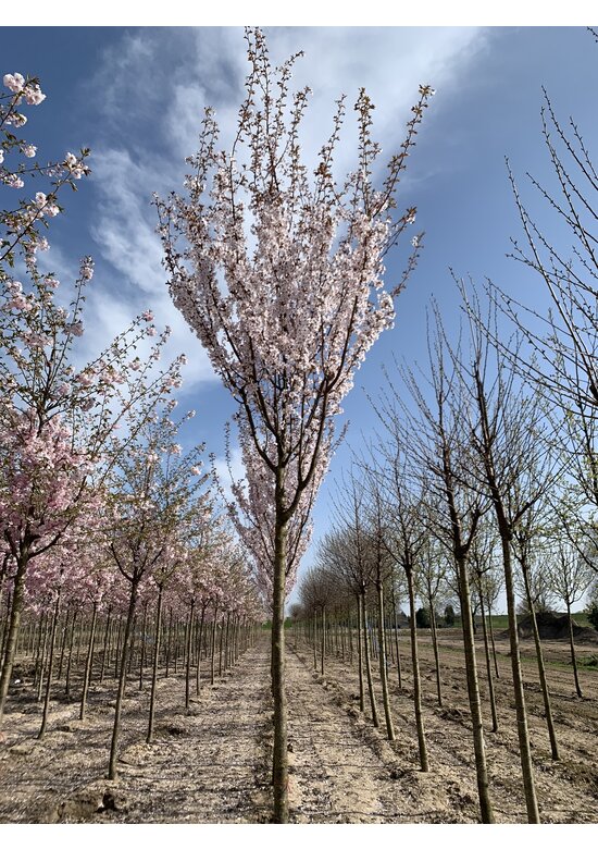 Säulenkirsche - Schlanke Blütenkirsche 'Spire' | Prunus hillieri 'Spire'
