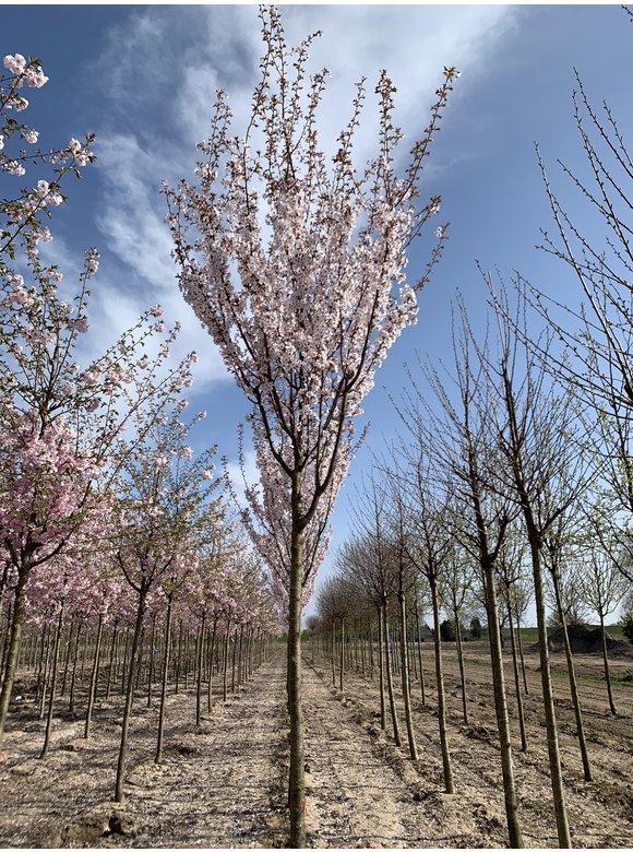 Säulenkirsche - Schlanke Blütenkirsche 'Spire' | Prunus hillieri 'Spire' Säulenkirsche - Schlanke Blütenkirsche 'Spire' | Prunus hillieri 'Spire'