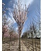 Säulenkirsche - Schlanke Blütenkirsche 'Spire' | Prunus hillieri 'Spire'