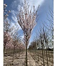 Säulenkirsche - Schlanke Blütenkirsche 'Spire' | Prunus hillieri 'Spire'
