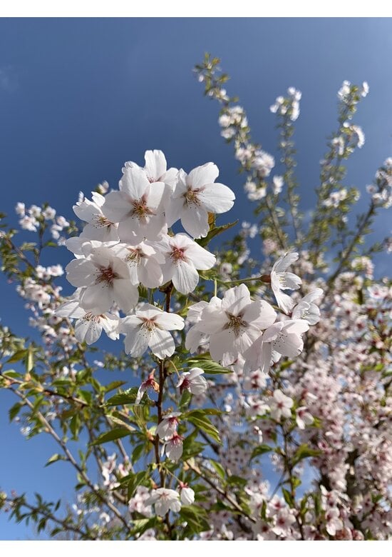 Tokio Kirsche | Prunus yedoensis
