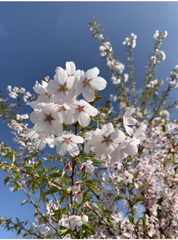 Tokio Kirsche - Yoshino-Kirschbaum | Prunus yedoensis Tokio Kirsche - Yoshino-Kirschbaum | Prunus yedoensis