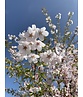 Tokio Kirsche | Prunus yedoensis