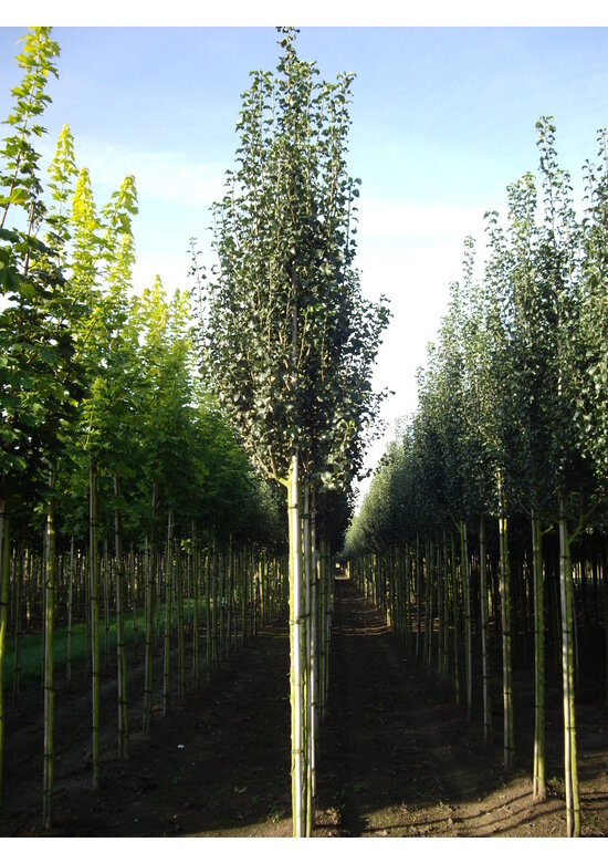 Wildbirne 'Beech Hill' | Pyrus communis 'Beech Hill'