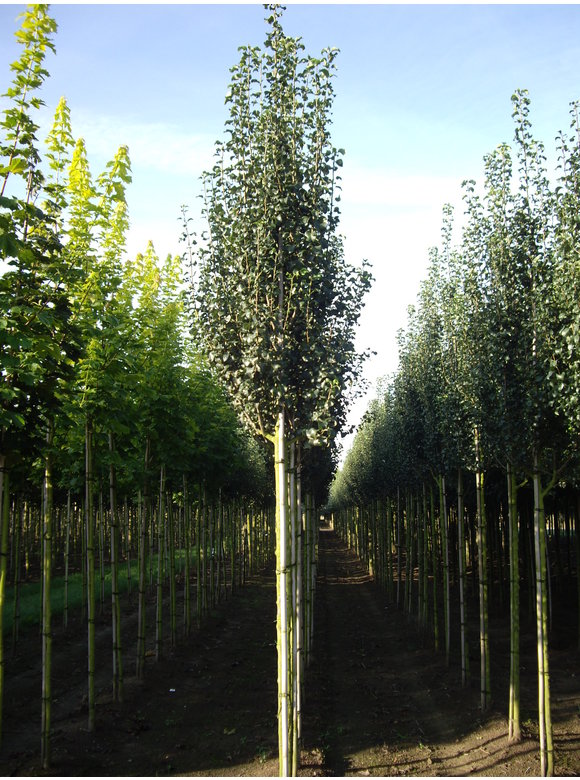 Wildbirne 'Beech Hill' | Pyrus communis 'Beech Hill' Wildbirne 'Beech Hill' | Pyrus communis 'Beech Hill'