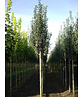 Wildbirne 'Beech Hill' | Pyrus communis 'Beech Hill'