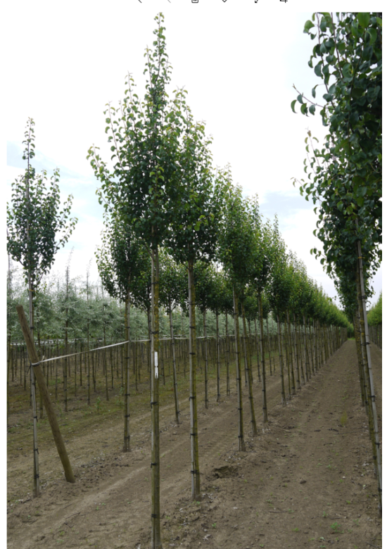 Wildbirne 'Beech Hill' | Pyrus communis 'Beech Hill'