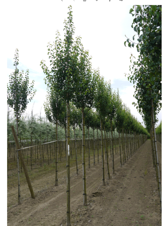 Wildbirne 'Beech Hill' | Pyrus communis 'Beech Hill' Wildbirne 'Beech Hill' | Pyrus communis 'Beech Hill'