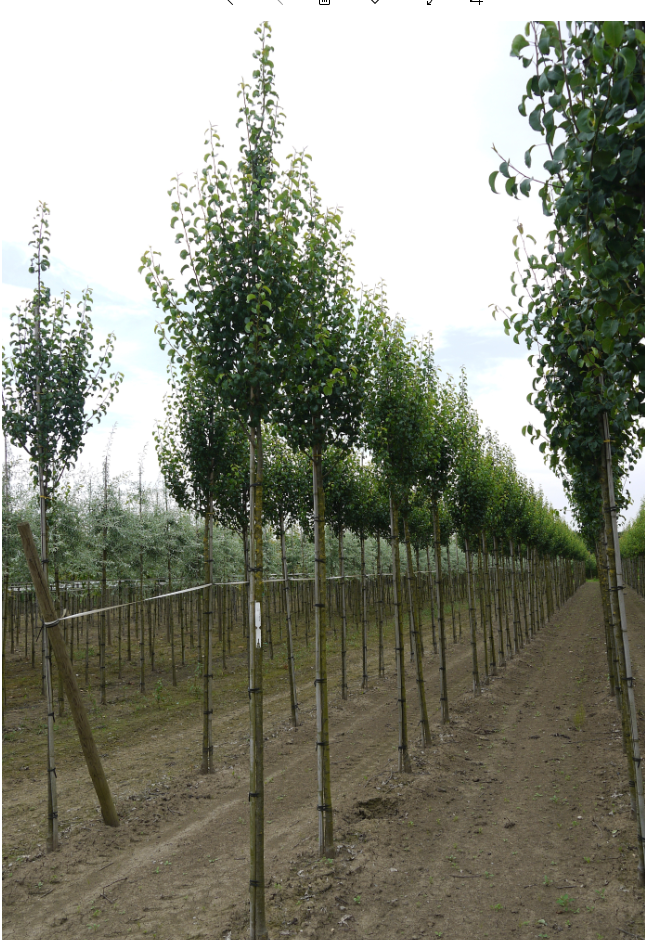 Wildbirne Beech Hill kaufen? Wählen Sie die größte OnlineBaumschule