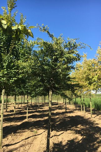 Japanische Hainbuche | Carpinus japonica