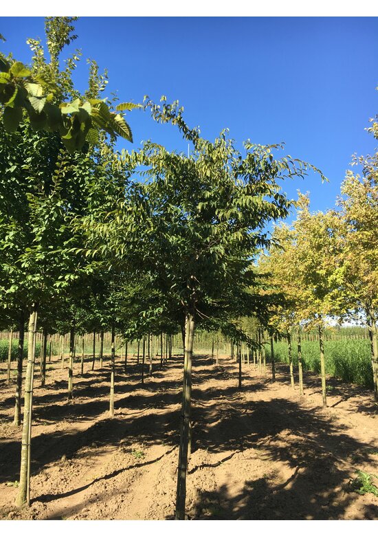 Japanische Hainbuche | Carpinus japonica