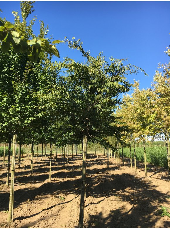Japanische Hainbuche | Carpinus japonica Japanische Hainbuche | Carpinus japonica