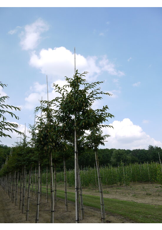 Japanische Hainbuche | Carpinus japonica