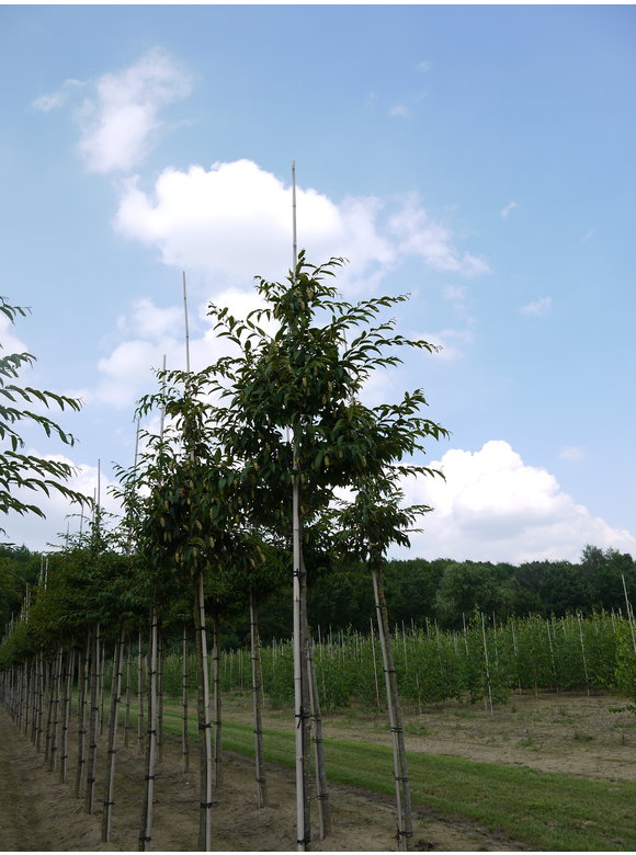 Japanische Hainbuche | Carpinus japonica Japanische Hainbuche | Carpinus japonica