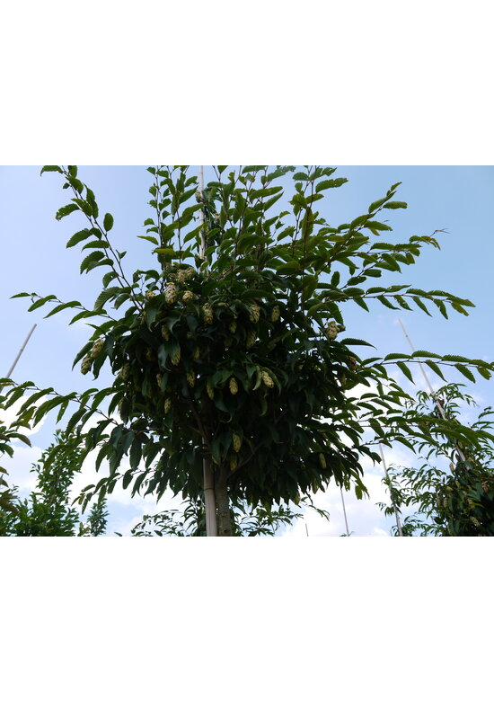 Japanische Hainbuche | Carpinus japonica