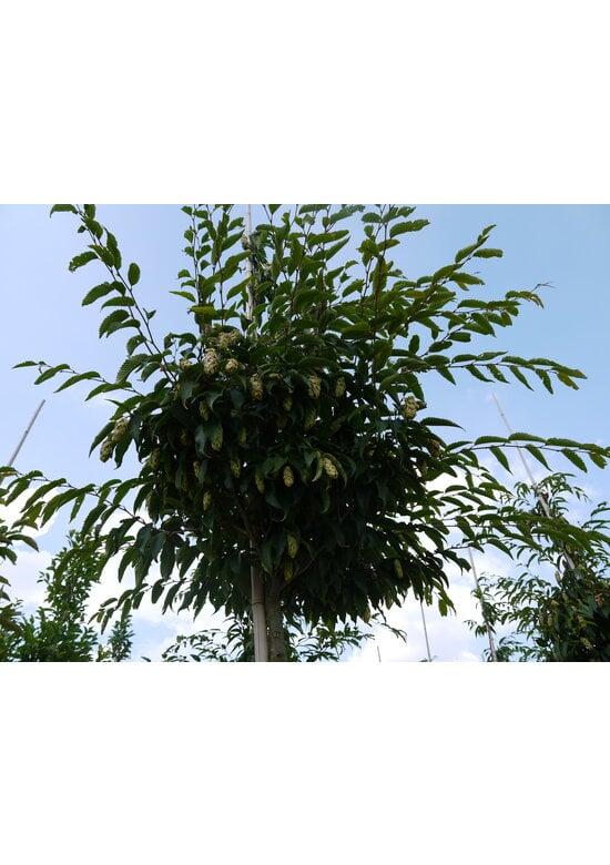 Japanische Hainbuche | Carpinus japonica