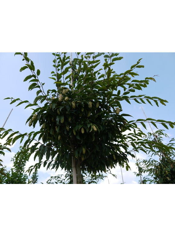Japanische Hainbuche | Carpinus japonica Japanische Hainbuche | Carpinus japonica
