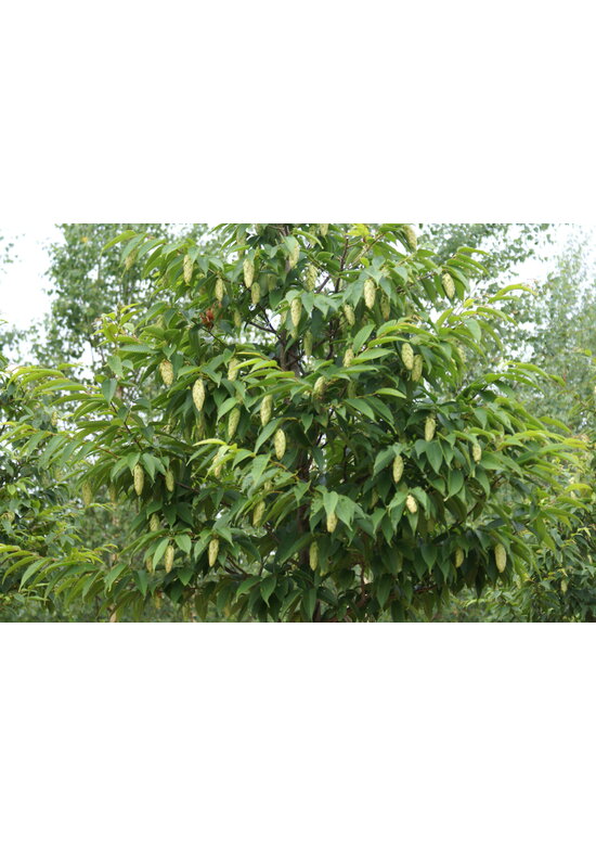 Japanische Hainbuche | Carpinus japonica