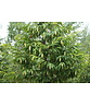 Japanische Hainbuche | Carpinus japonica