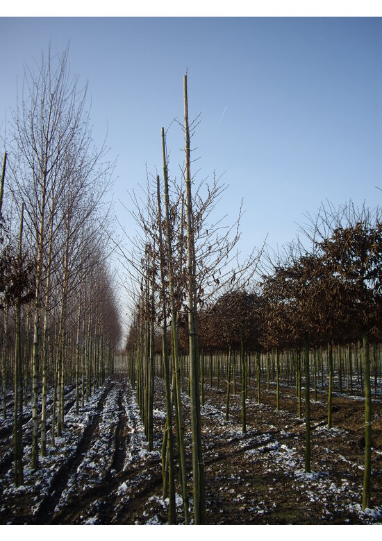 Japanische Hainbuche | Carpinus japonica