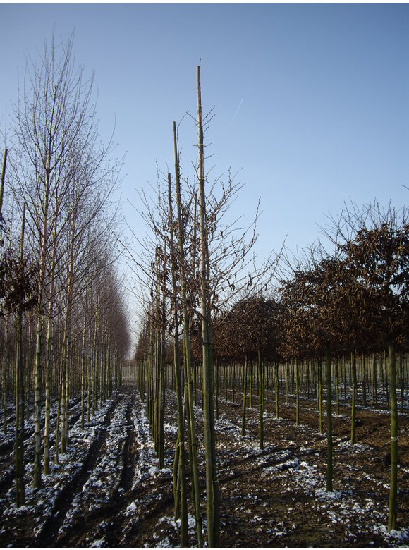 Japanische Hainbuche | Carpinus japonica Japanische Hainbuche | Carpinus japonica