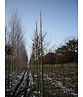 Japanische Hainbuche | Carpinus japonica