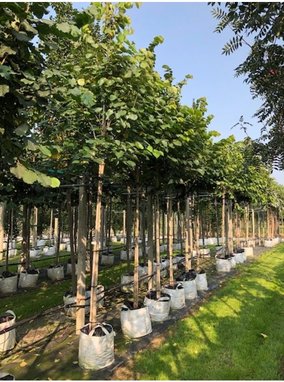 Chinesischer Judasbaum 'Avondale' | Cercis chinensis 'Avondale' Chinesischer Judasbaum 'Avondale' | Cercis chinensis 'Avondale'