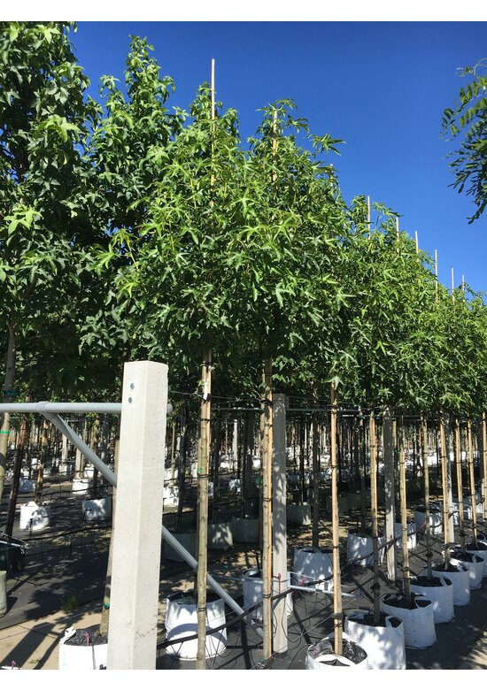 Amerikanischer Amberbaum 'Stared' | Liquidambar styraciflua 'Stared'