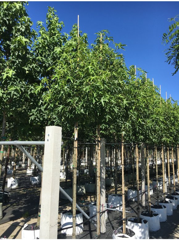 Amerikanischer Amberbaum 'Stared' | Liquidambar styraciflua 'Stared' Amerikanischer Amberbaum 'Stared' | Liquidambar styraciflua 'Stared'