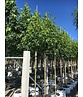Amerikanischer Amberbaum 'Stared' | Liquidambar styraciflua 'Stared'